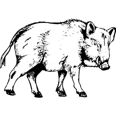 BOAR0003 Thumbnail